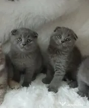 Pisici british shorthair
