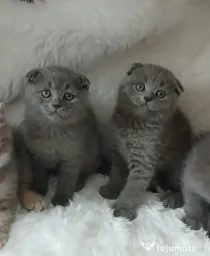 Pisici brish shorthair