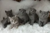 Pisici british shorthair