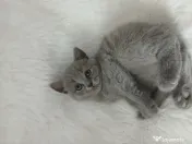 Pisici british shorthair