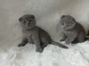 Pisici british shorthair