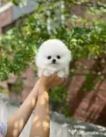 Pomeranian super mini