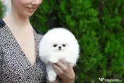 Pomeranian super mini 0733 890 139 