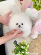 Pomeranian super mini 0733 890 139 