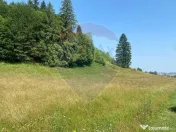 Teren Extravilan 3866 mp in Vama Buzaului la Strada Princ... 