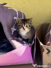 Adopție Pisicute 
