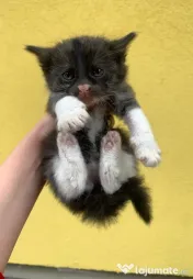 Adopție Pisicute 