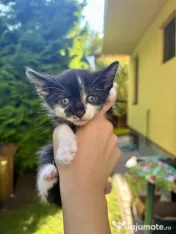 Adopție Pisicute 