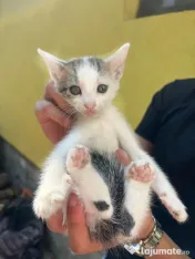 Adopție Pisicute 
