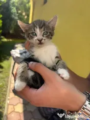 Adopție Pisicute 
