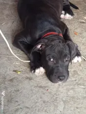 Amstaff rasa pura 