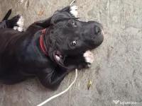 Amstaff rasa pura