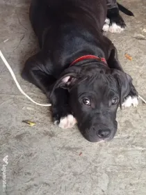 Amstaff rasa pura