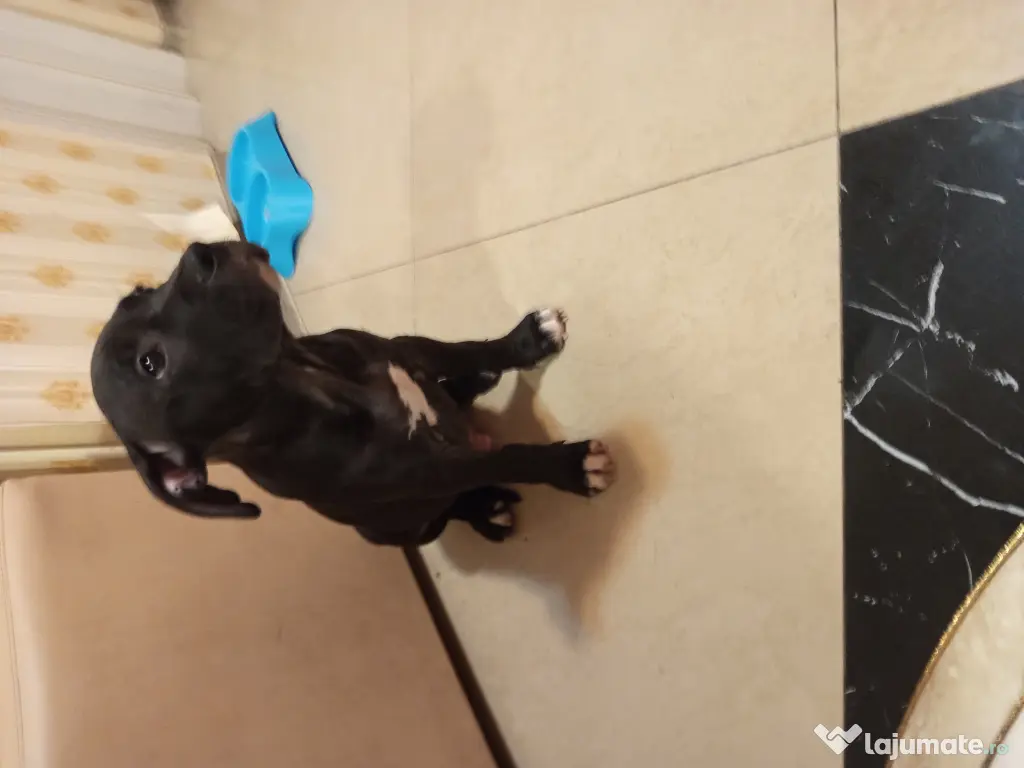 Amstaff rasa pura