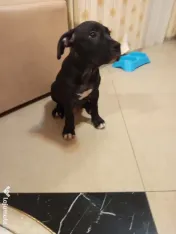 Amstaff rasa pura 