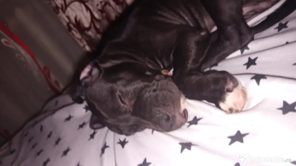 Amstaff rasa pura