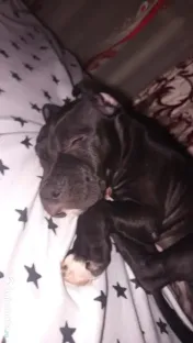 Amstaff rasa pura 
