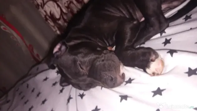 Amstaff rasa pura
