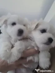 Bichon maltez pui