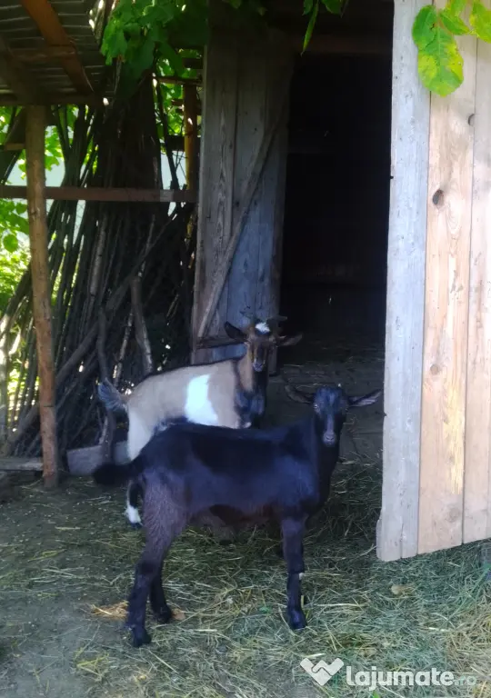 Vând 3țapi rasa mixta alpina franceza cu sanen