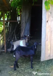 Vând 3țapi rasa mixta alpina franceza cu sanen