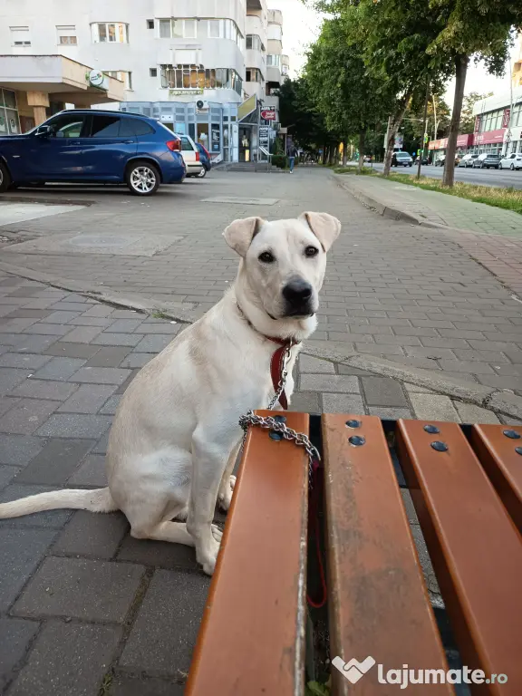Vând mixt Ciobanesc de asia centrala