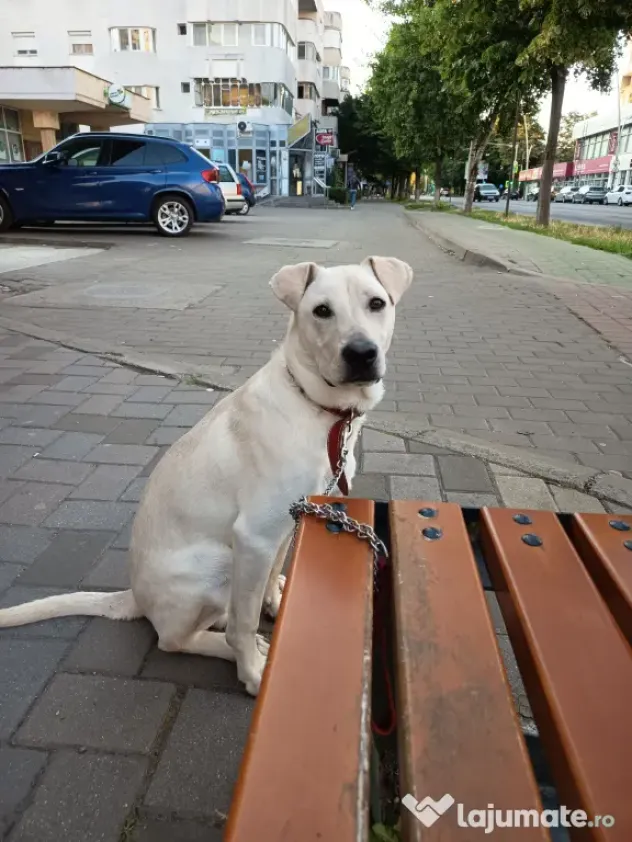 Vând mixt Ciobanesc de asia centrala
