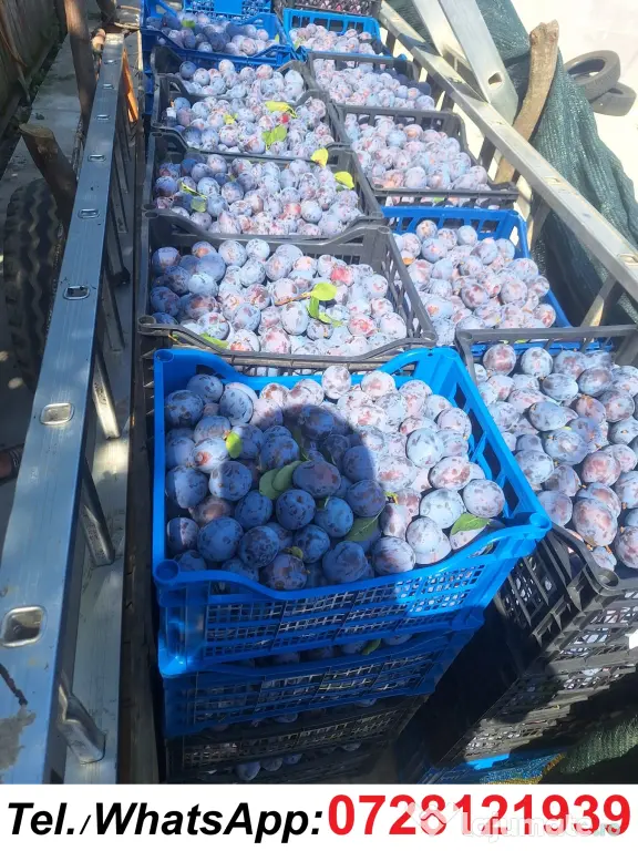 Prune de masa si de țuică din livada proprie, orice cantitate