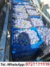 Prune de masa si de țuică din livada proprie, orice cantitate 