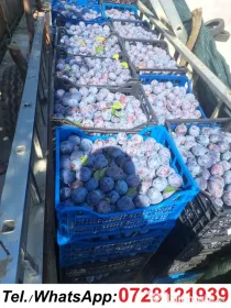 Prune de masa si de țuică din livada proprie, orice cantitate