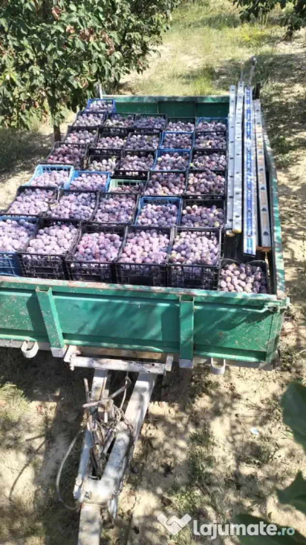 Prune de masa si de țuică din livada proprie, orice cantitate