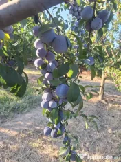 Prune de masa si de țuică din livada proprie, orice cantitate 