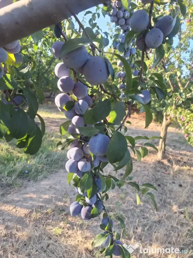 Prune de masa si de țuică din livada proprie, orice cantitate