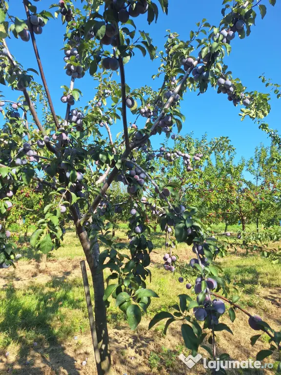 Prune de masa si de țuică din livada proprie, orice cantitate