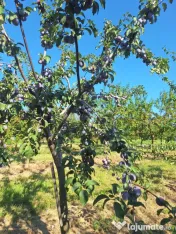 Prune de masa si de țuică din livada proprie, orice cantitate 