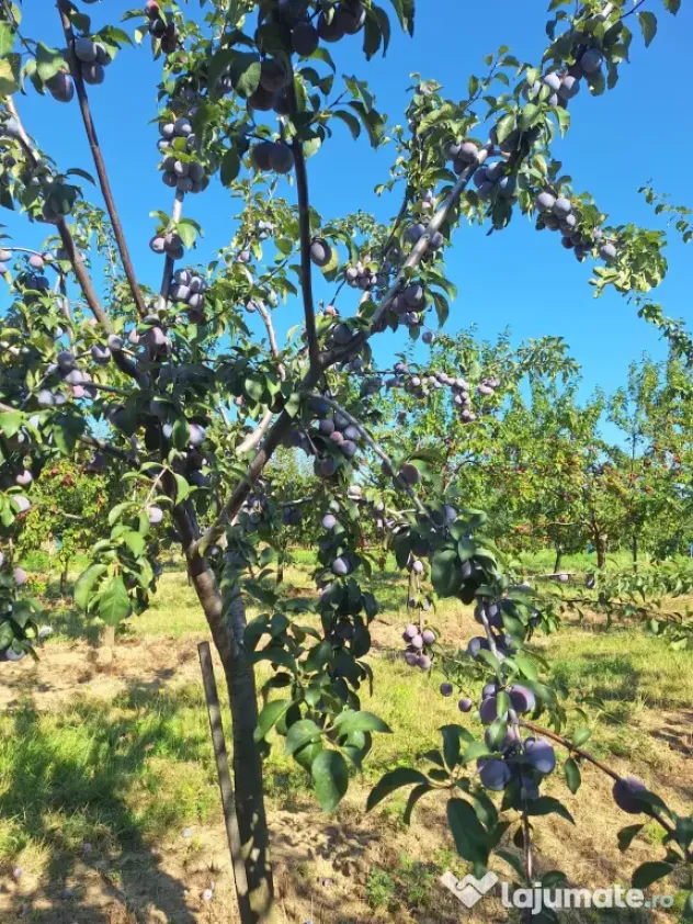 Prune de masa si de țuică din livada proprie, orice cantitate