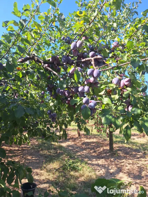 Prune de masa si de țuică din livada proprie, orice cantitate