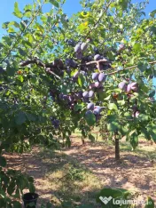 Prune de masa si de țuică din livada proprie, orice cantitate 