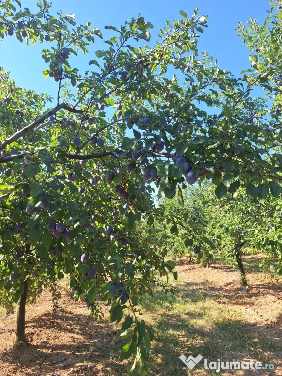 Prune de masa si de țuică din livada proprie, orice cantitate