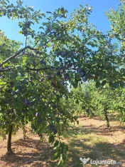 Prune de masa si de țuică din livada proprie, orice cantitate 