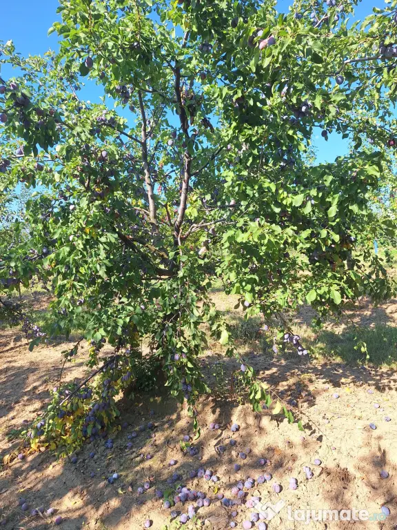 Prune de masa si de țuică din livada proprie, orice cantitate