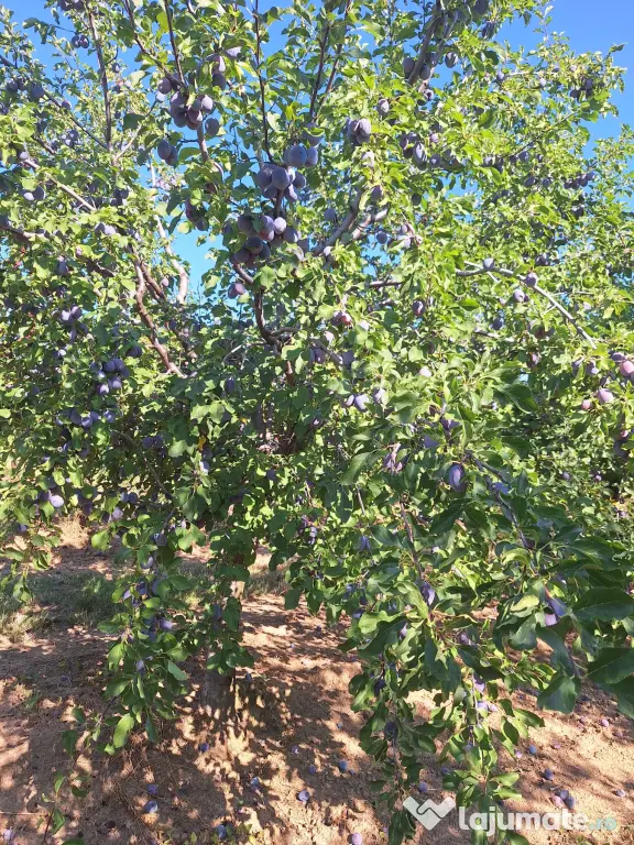 Prune de masa si de țuică din livada proprie, orice cantitate
