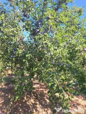 Prune de masa si de țuică din livada proprie, orice cantitate 