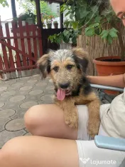Cățel metis terrie cu păr aspru 