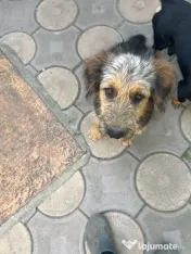Cățel metis terrie cu păr aspru 