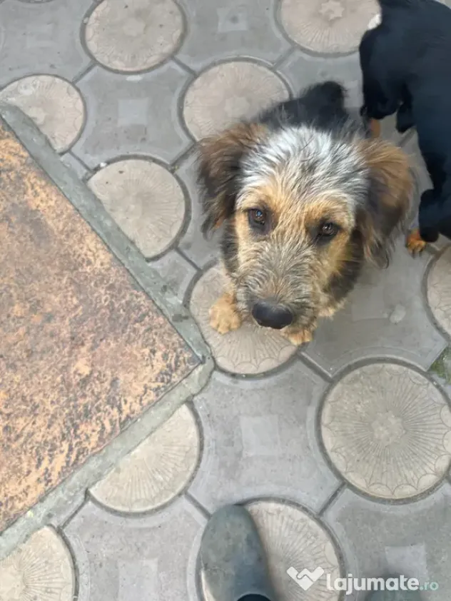 Cățel metis terrie cu păr aspru
