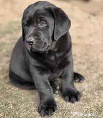 Pui Labrador Retriever
