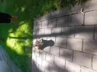 Bichon shih tzu (femela) 