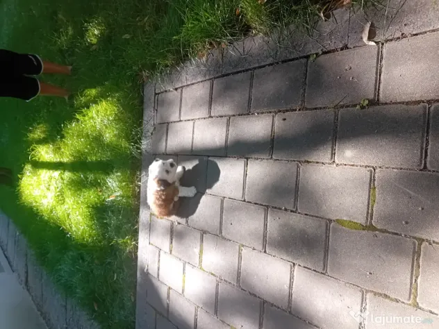 Bichon shih tzu (femela)