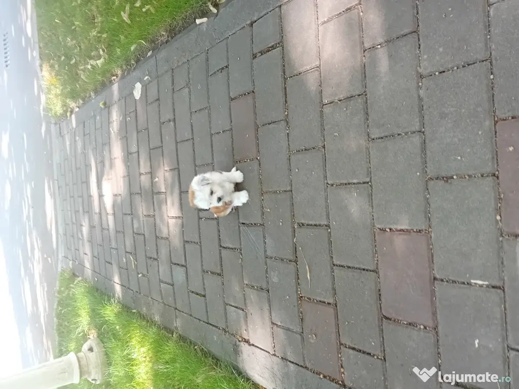 Bichon shih tzu (femela)